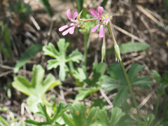 Pelargonium alchemilloides