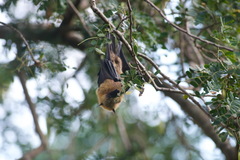 Pteropus seychellensis comorensis