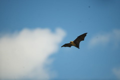 Pteropus seychellensis comorensis