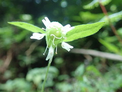 Silene baccifera