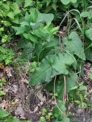 Phlomoides tuberosa