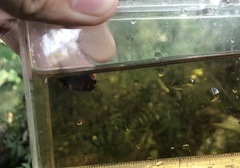 Sphaerichthys osphromenoides