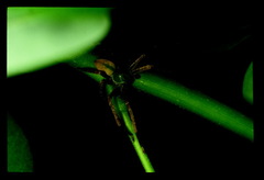Araneae