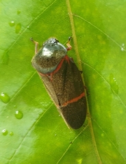 Cosmoscarta egens