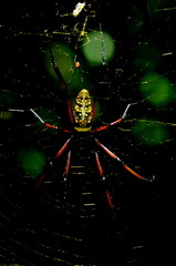 Nephila comorana