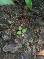 Torenia