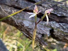Caladenia alata