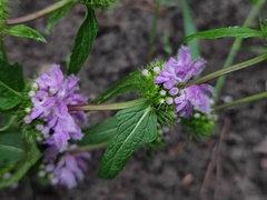 Phlomoides tuberosa