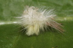 Calliteara pudibunda