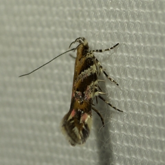 Aristotelia roseosuffusella