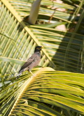 Acridotheres tristis