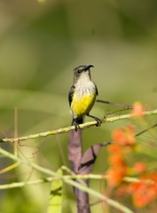 Cinnyris coquerellii