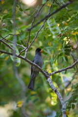 Hypsipetes madagascariensis