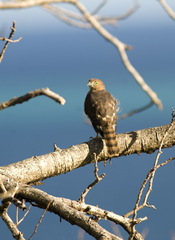 Accipiter francesiae