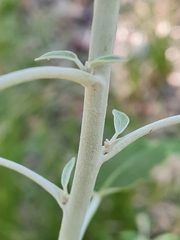 Pterocaulon redolens