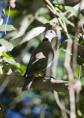 Streptopelia capicola