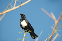 Corvus albus