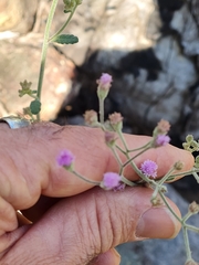 Pterocaulon redolens