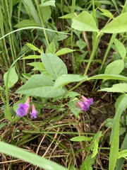 Vicia unijuga