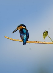 Corythornis vintsioides