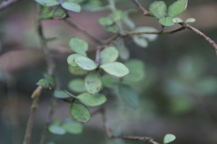 Neomyrtus pedunculata