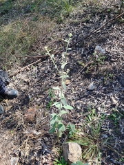 Pterocaulon redolens