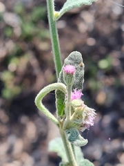 Pterocaulon redolens