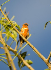 Foudia madagascariensis