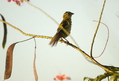 Foudia madagascariensis