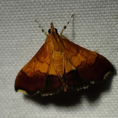 Pyrausta bicoloralis