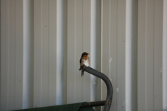 Hirundo neoxena