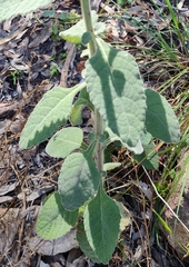 Pterocaulon redolens