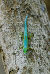 Phelsuma robertmertensi