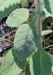 Pterocaulon redolens