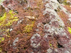 Tortula muralis