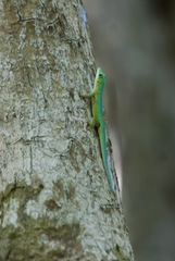 Phelsuma robertmertensi