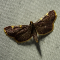 Hypsopygia olinalis