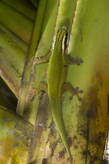 Phelsuma inexpectata