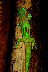 Phelsuma laticauda