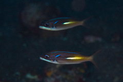 Oblique-Barred Monocle Bream photo 4