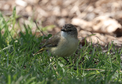 Acanthiza chrysorrhoa