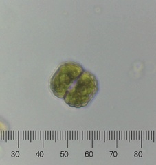Cosmarium