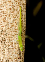 Phelsuma laticauda laticauda