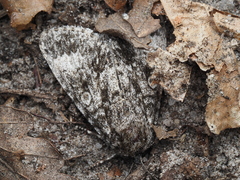 Acronicta megacephala