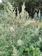 Chenopodium betaceum