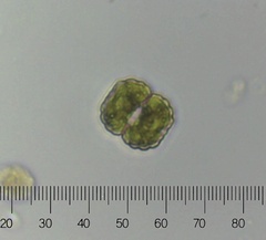 Cosmarium
