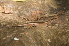Trachylepis comorensis