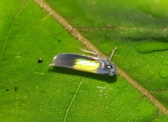Cicadellinae