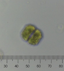 Cosmarium
