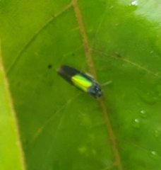 Cicadellinae